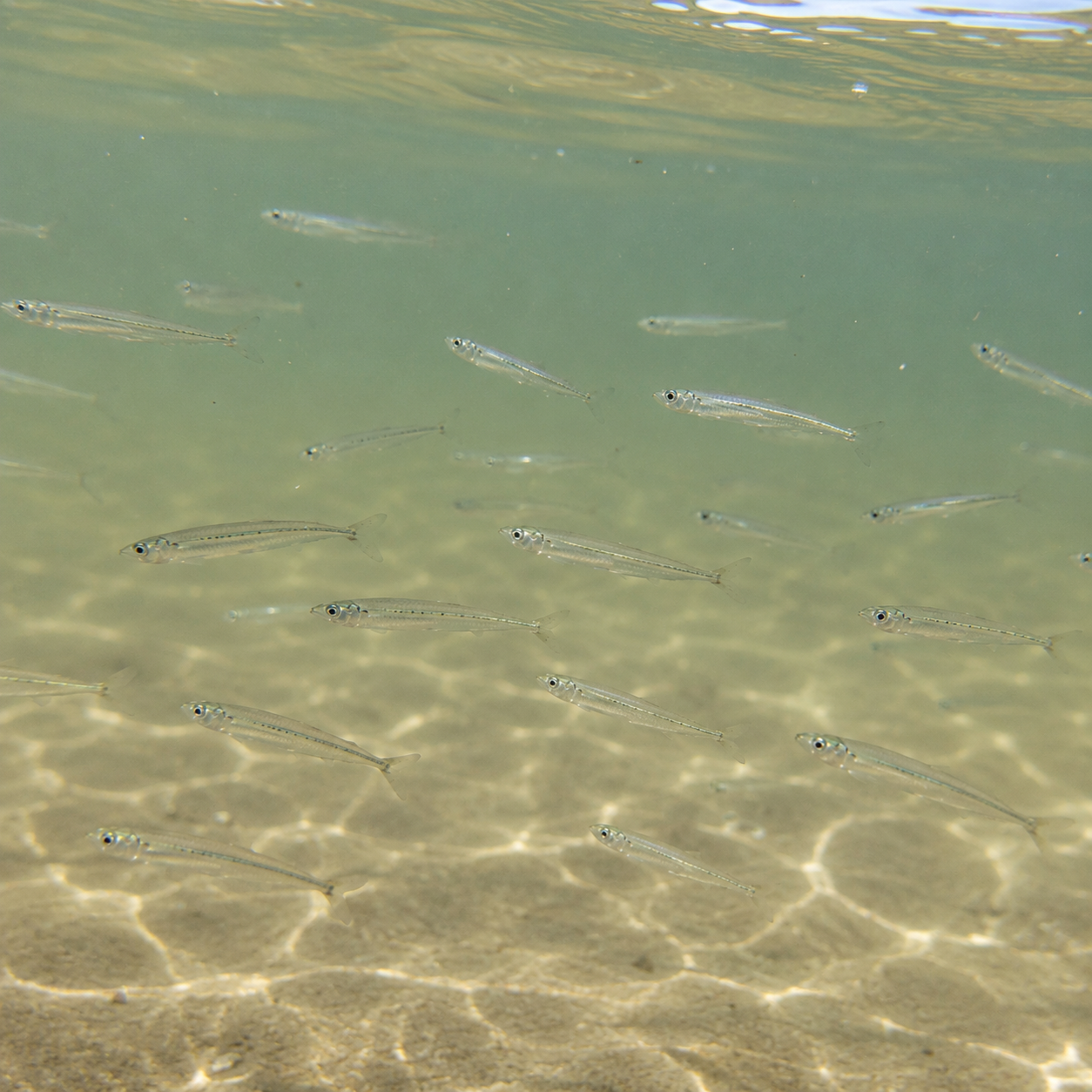 95mm/25gram 'WHITEBAIT' SIVA STICK BAIT