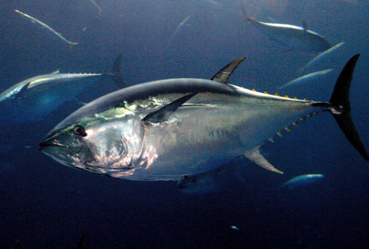 SOUTHERN BLUEFIN TUNA (Thunnus maccoyii)
