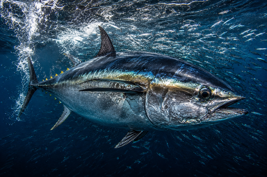 Southern Bluefin Tuna (Thunnus maccoyii)