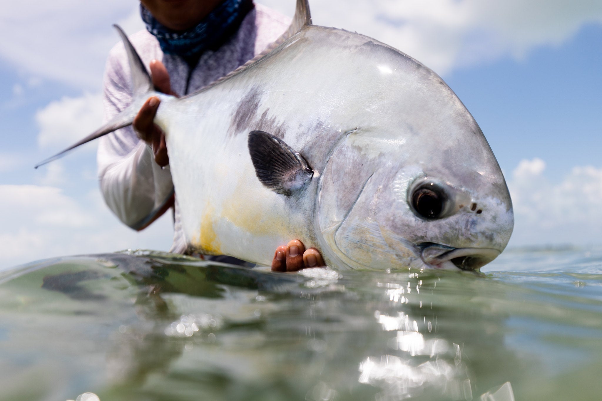 INDO-PACIFIC PERMIT (Trachinotus blochii) – OOSH FISHING