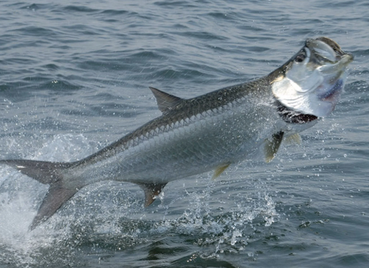 Atlantic Tarpon (Megalops atlanticus)