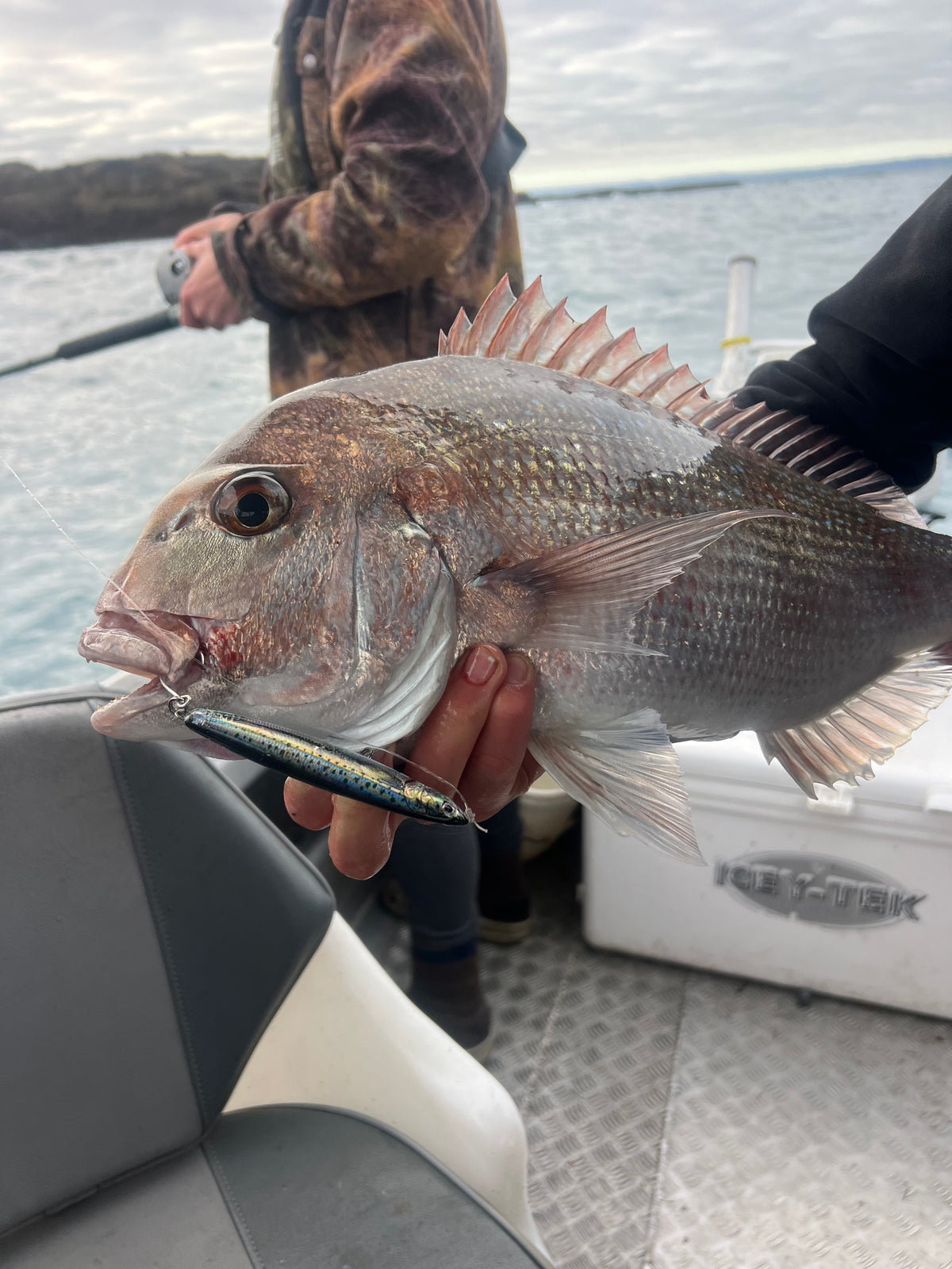 OOSH SIVA 'BAITBALL' (all four species)