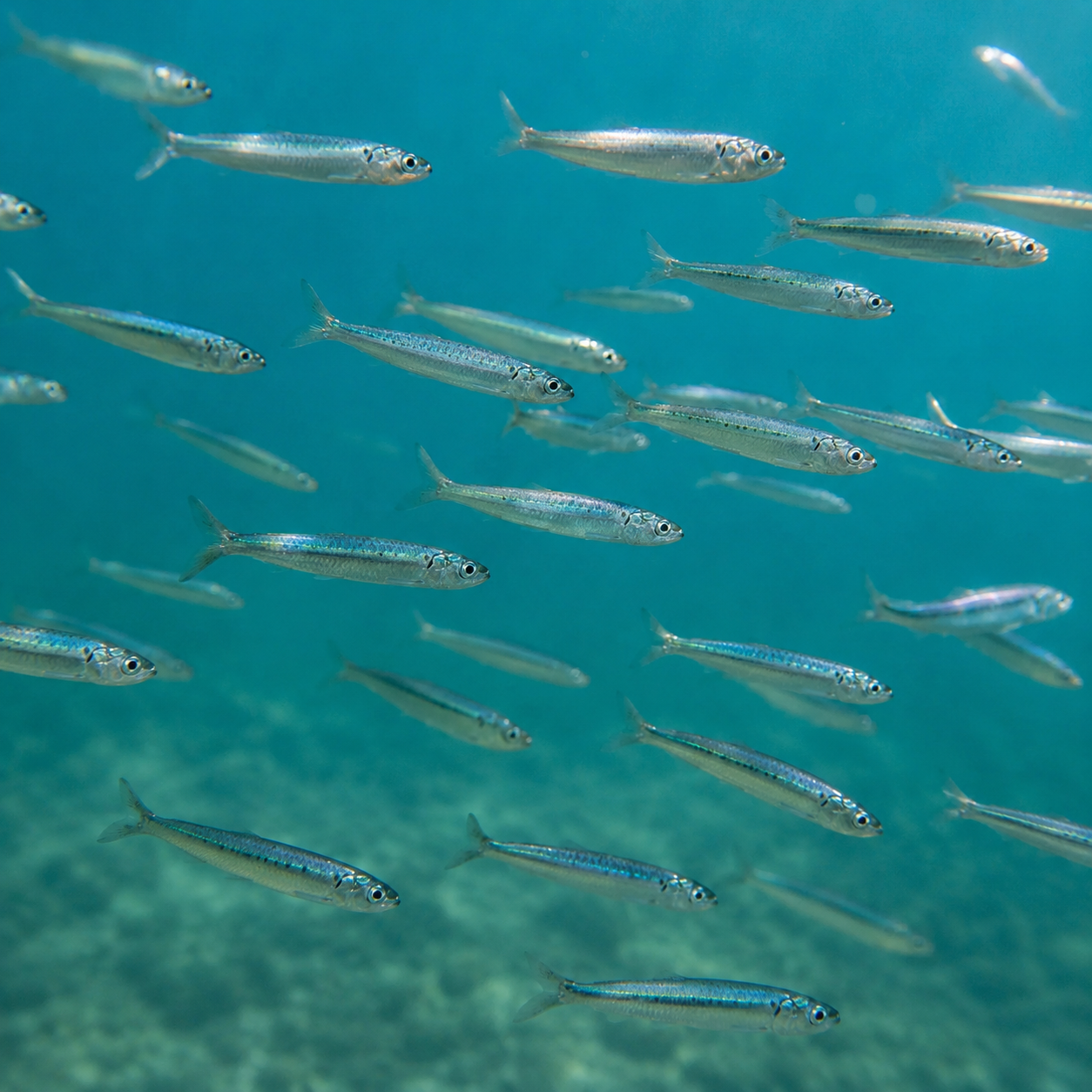 95mm/25gram 'PILCHARD' SIVA STICK BAIT