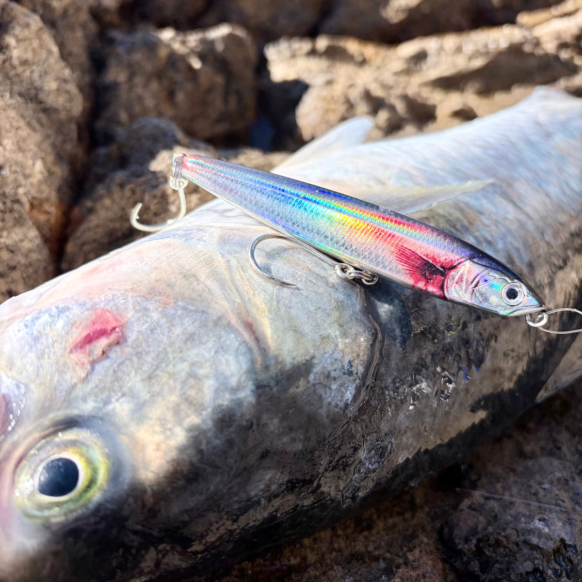Bleeding Mullet Predator Pack